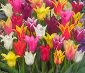 Тюльпан лилиецветный Микс (Tulipa Lily Flowering Mix) — фото 3
