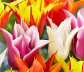 Тюльпан лилиецветный Микс (Tulipa Lily Flowering Mix) — фото 4
