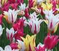 Тюльпан лилиецветный Микс (Tulipa Lily Flowering Mix) — фото 5
