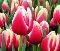 Тюльпан Лин ван де Марк (Tulipa Leen Van Der Mark) — фото 2