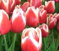 Тюльпан Лин ван де Марк (Tulipa Leen Van Der Mark) — фото 3