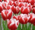 Тюльпан Лин ван де Марк (Tulipa Leen Van Der Mark) — фото 4