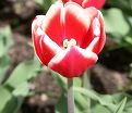 Тюльпан Лин ван де Марк (Tulipa Leen Van Der Mark) — фото 5