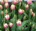 Тюльпан Лин ван де Марк (Tulipa Leen Van Der Mark) — фото 6