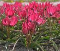 Тюльпан Литтл Бьюти (Tulipa Little Beauty) — фото 2