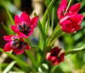 Тюльпан Литтл Бьюти (Tulipa Little Beauty) — фото 3