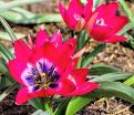 Тюльпан Литтл Бьюти (Tulipa Little Beauty) — фото 4