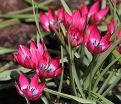 Тюльпан Литтл Бьюти (Tulipa Little Beauty) — фото 5
