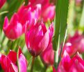 Тюльпан Литтл Бьюти (Tulipa Little Beauty) — фото 6