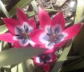 Тюльпан Литтл Бьюти (Tulipa Little Beauty) — фото 7
