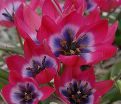 Тюльпан Литтл Бьюти (Tulipa Little Beauty) — фото 10