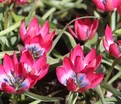 Тюльпан Литтл Бьюти (Tulipa Little Beauty) — фото 11