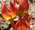 Тюльпан Литтл Принцесс (Tulipa Little Princess) — фото 3