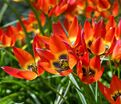 Тюльпан Литтл Принцесс (Tulipa Little Princess) — фото 4