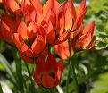 Тюльпан Литтл Принцесс (Tulipa Little Princess) — фото 5