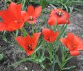 Тюльпан льнолистный (Tulipa linifolia) — фото 3