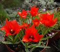 Тюльпан льнолистный (Tulipa linifolia) — фото 6
