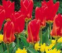 Тюльпан Мадам Лефебер (Tulipa Madame Lefeber) — фото 2