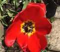 Тюльпан Мадам Лефебер (Tulipa Madame Lefeber) — фото 3
