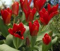 Тюльпан Мадам Лефебер (Tulipa Madame Lefeber) — фото 4