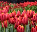 Тюльпан Май Фейворит Топпинг (Tulipa My Favourite Topping) — фото 2