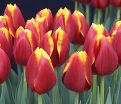 Тюльпан Май Фейворит Топпинг (Tulipa My Favourite Topping) — фото 3
