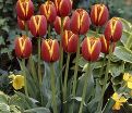Тюльпан Май Фейворит Топпинг (Tulipa My Favourite Topping) — фото 4