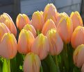 Тюльпан Манго Шарм (Tulipa Mango Charm) — фото 2