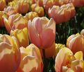 Тюльпан Манго Шарм (Tulipa Mango Charm) — фото 3