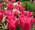 Тюльпан Мариетта (Tulipa Mariette) — фото 2