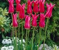 Тюльпан Мариетта (Tulipa Mariette) — фото 4