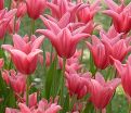 Тюльпан Мариетта (Tulipa Mariette) — фото 5