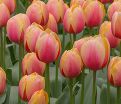 Тюльпан Марит (Tulipa Marit) — фото 3