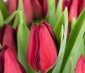 Тюльпан Маскара (Tulipa Mascara) - фото 6