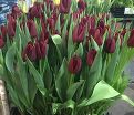 Тюльпан Маскара (Tulipa Mascara) — фото 3