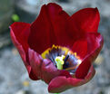 Тюльпан Маскара (Tulipa Mascara) — фото 4