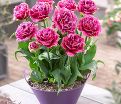 Тюльпан Маскотт (Tulipa Mascotte) — фото 3