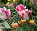 Тюльпан Мата Хари (Tulipa Mata Hari) — фото 2