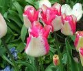 Тюльпан Мата Хари (Tulipa Mata Hari) — фото 3