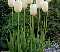 Тюльпан Маурин (Tulipa Maureen) — фото 2