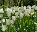 Тюльпан Маурин (Tulipa Maureen) — фото 3