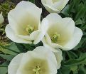 Тюльпан Маурин (Tulipa Maureen) — фото 4