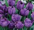 Тюльпан Махровый Голубой (Tulipa Double Blue) — фото 2