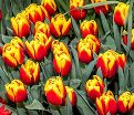 Тюльпан Махровый Желто-красный (Tulipa Double Yellow-Red) — фото 3