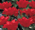 Тюльпан Махровый Красный (Tulipa Double Red) — фото 2