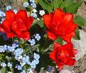 Тюльпан Махровый Красный (Tulipa Double Red) — фото 3