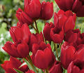 Тюльпан Махровый Красный (Tulipa Double Red) — фото 4