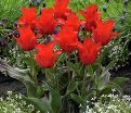 Тюльпан Махровый Красный (Tulipa Double Red) — фото 5