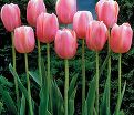 Тюльпан Ментон (Tulipa Menton) — фото 7