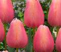 Тюльпан Ментон (Tulipa Menton) — фото 8